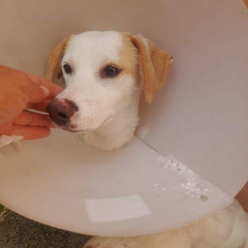 Frida - 1 anno (nata indicativamente a Gennaio 2025)  Razza: Meticcio  Taglia: Medio Piccola   Foto 4